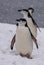 Trio of Chinstrap Penguins Walking in Antarctica
