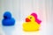 Trio of colorful and bright plastic rubber ducks