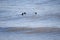 Trio of Common Goldeneye Ducks In Undulating Water