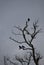 A trio of crows in a dead tree