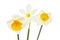 Trio of daffodils