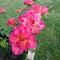 Trio of dark pink roses