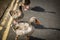 A trio of ducks out in the road in summer in the UK