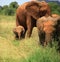 A trio of elephants