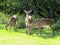 Trio of Endangered Florida Key Deer