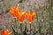 Trio flame orange tulip flowers