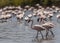 Trio of flamingos on a blurred background of a pack