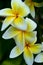 A Trio of Frangipani Flowers