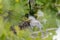 A trio of fuzzy baby Great White Egrets in their nest