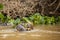 Trio of Giant Otters Yelling