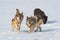Trio of Grey Wolves Canis lupus in Snowy Field Looking Up Winter