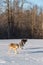 Trio of Grey Wolves Canis lupus in Snowy Field Winter