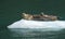 Trio of Harbor Seals sunning on ice