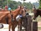 Trio of horses at ranch in Jamaica
