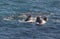 A trio of humpbacks feeding