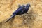 Trio of hyacinth macaws