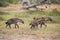 A trio of hyenas in the Moremi Game Reserve