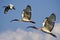Trio of Juvenile African Sacred Ibis in Flight