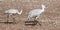 A Trio of Juvenile Sandhill Cranes at Whitewater Draw