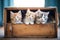 trio of kittens in an old wooden crate