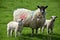 Trio of Lamb and Sheep in a Large Pasture