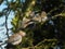 Trio of Laughing Doves