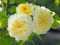 Trio of lemon roses