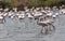 Trio of Lesser flamingos on a stroll in lake with a background of a huge group of flamingos