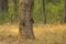 Trio of Lesser Golden-Backed Woodpeckers