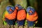 A Trio of Lorikeets