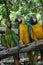 Trio of Macaw Birds Portrait in a Tree
