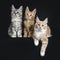 Trio of Maine Coon kittens on black background