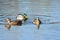 Trio Of Mallards On A Pond