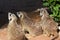 A trio of meerkats looking forward looking for food in the desert Suricata suricatta