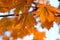 Trio of Orange Maple Autumn Leaves on Tree branch