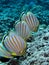 Trio of Ornate Butterflyfish Eat Underwater