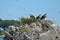 Trio of Ospreys Perched in a Nest in Casco Bay