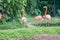 A trio of pink Flamingos.