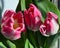 Trio of pink tulips