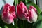 Trio of pink tulips