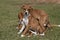 Trio of playful puppies laying in green grass.