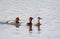 Trio Of Red-Head Ducks Swimming Together