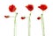 Trio of Red Poppies flowers isolated