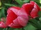 Trio red tulips