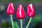 Trio of red and white tulips