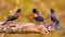 Trio of Red-Winged Blackbird males pose on tree limb