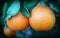 A Trio of Ripe Orange Organic Tangeloes Hanging from a Live Tree