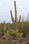 Trio of saguaro, prickly pear, and ocotillo cactus