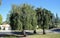 Trio of same type of weeping trees in Laguna Woods, California.