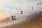 Trio of sanderling birds feeding on the Dunes-du-Sud beach at sunrise